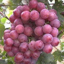 Grapes, Organic Red Globe